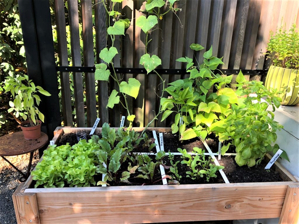 Geniales Gärtnern rund ums Jahr der Geniale Gemüsegarten