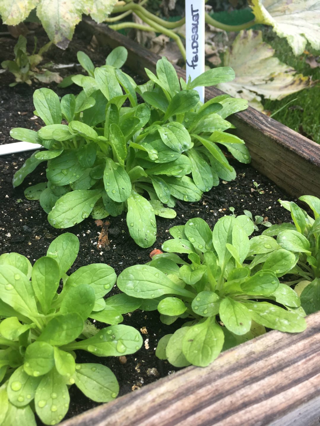 Feldsalat: ideal für Frühjahr und Herbst - der Geniale Gemüsegarten